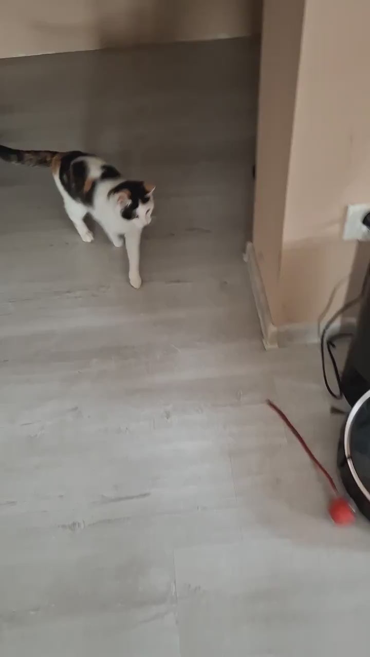 Toysgalore™ Cat teasing ball