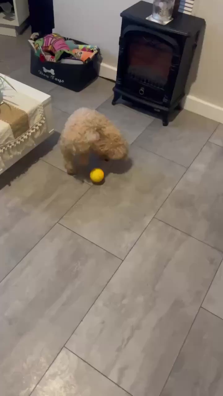 Toysgalore™ Pet Bouncing Ball