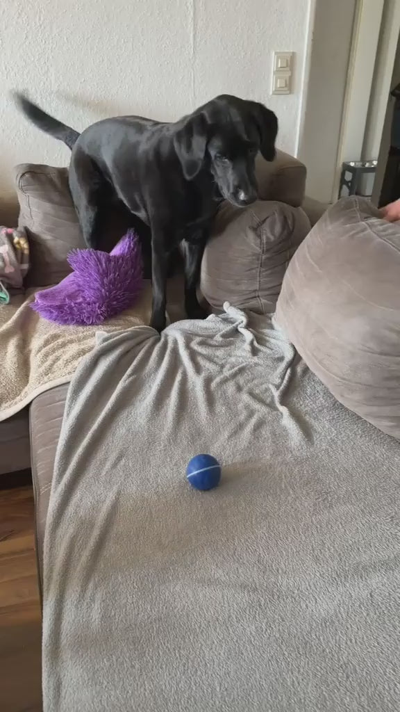 Toysgalore™ Pet Bouncing Ball